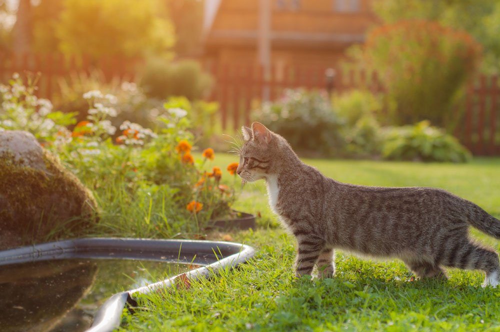 Katzen vertreiben – Mit diesen 8 Tipps klappts