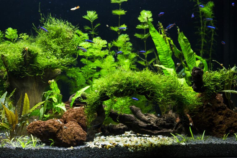 Pflanzen im Aquarium werden braun – Ursachen & Tipps