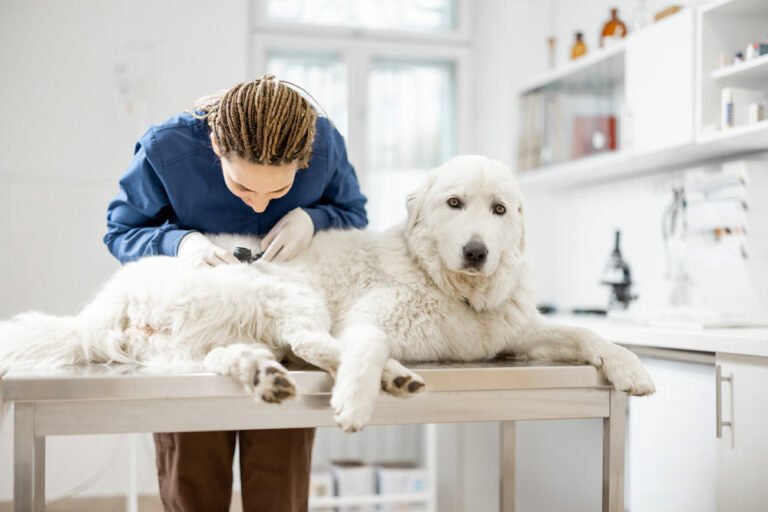 Hautkrankheiten bei Hunden erkennen und behandeln
