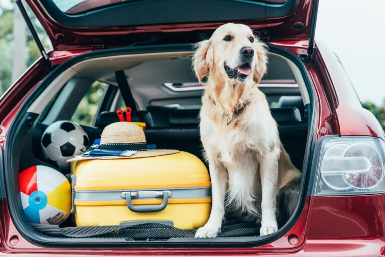 Autofahren mit Hund 8 Tipps für stressfreie Touren